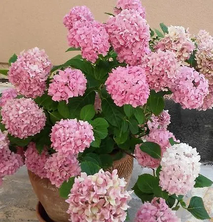 アパート Lily Punta Skala