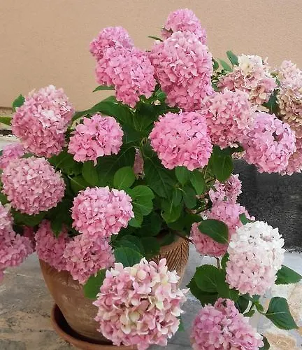 شقة Lily Punta Skala